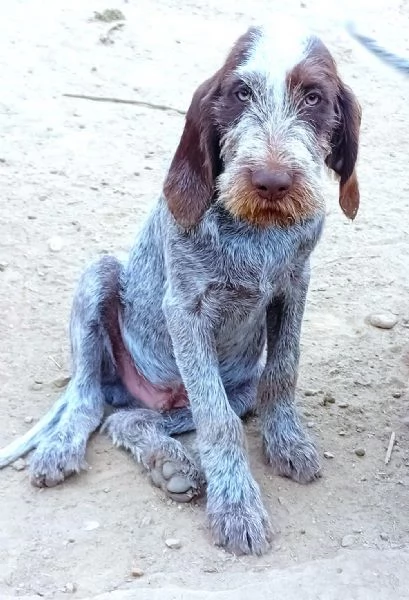 FEDRO cucciolo Spinone Italiano BELLEZZA TOTALE 4 mesi | Foto 5