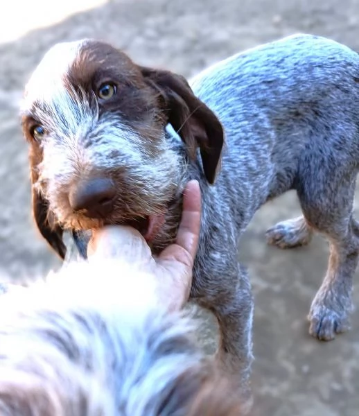 FEDRO cucciolo Spinone Italiano BELLEZZA TOTALE 4 mesi | Foto 4