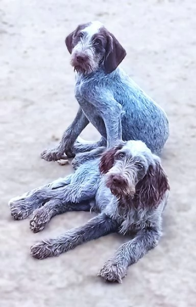 FEDRO cucciolo Spinone Italiano BELLEZZA TOTALE 4 mesi | Foto 3