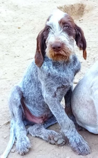 FEDRO cucciolo Spinone Italiano BELLEZZA TOTALE 4 mesi | Foto 2