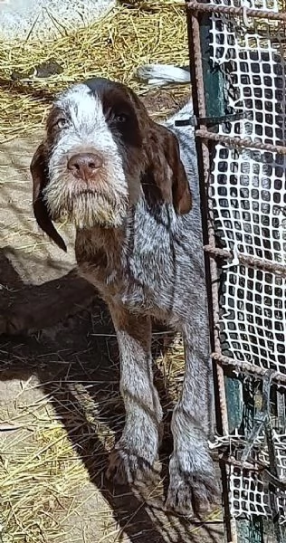 FEDRO cucciolo Spinone Italiano BELLEZZA TOTALE 4 mesi | Foto 1