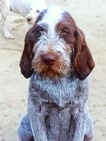 FEDRO cucciolo Spinone Italiano BELLEZZA TOTALE 4 mesi | Foto 0