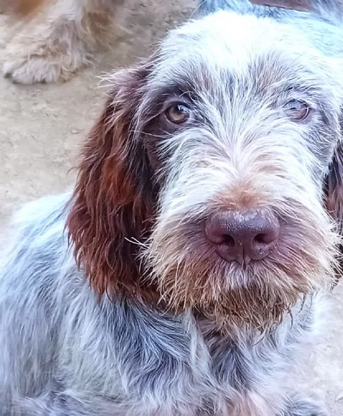 SAVERIO cucciolo mix Spinone Italiano MAGICO 4 mesi