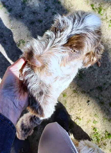 SAVERIO cucciolo mix Spinone Italiano MAGICO 4 mesi | Foto 5