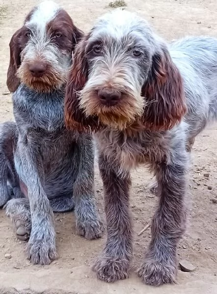 SAVERIO cucciolo mix Spinone Italiano MAGICO 4 mesi | Foto 4