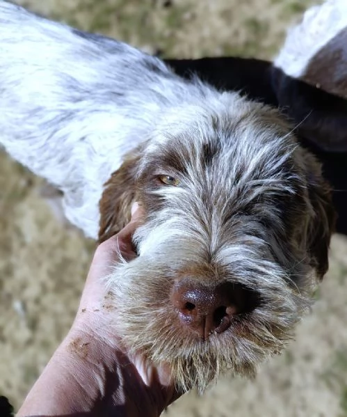 SAVERIO cucciolo mix Spinone Italiano MAGICO 4 mesi | Foto 3