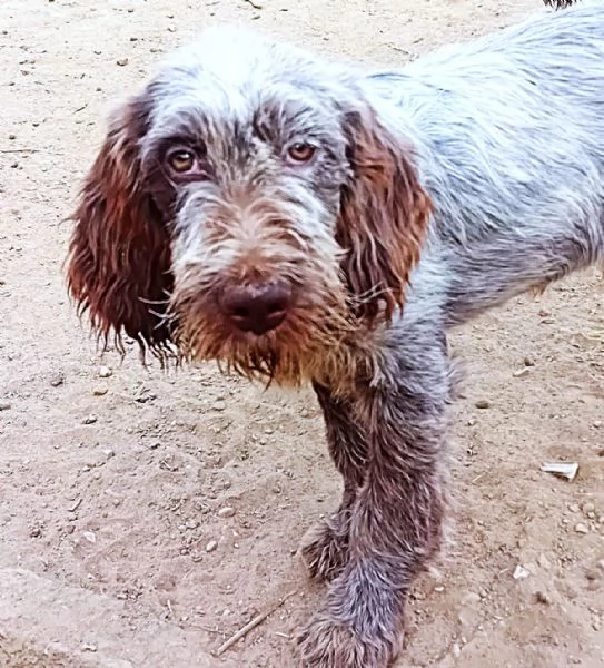 SAVERIO cucciolo mix Spinone Italiano MAGICO 4 mesi | Foto 2