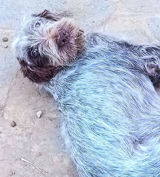 SAVERIO cucciolo mix Spinone Italiano MAGICO 4 mesi | Foto 1