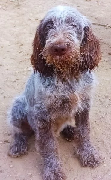 SAVERIO cucciolo mix Spinone Italiano MAGICO 4 mesi | Foto 0
