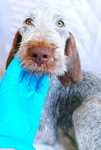 AGU tenero cucciolo Spinone Italiano 5 mesi