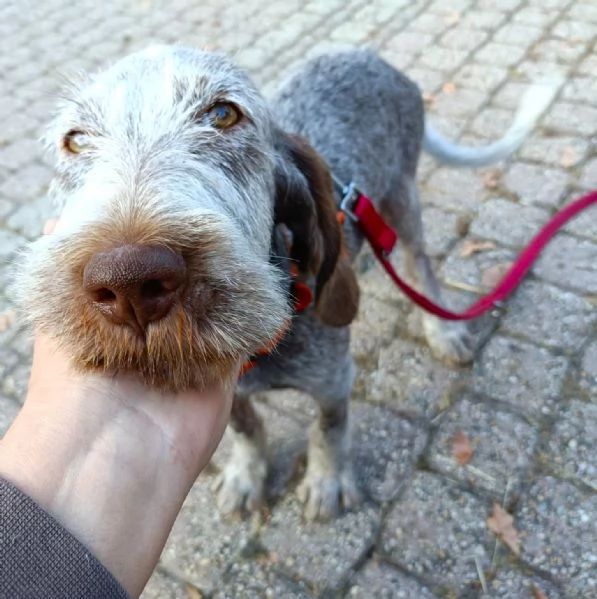 AGU tenero cucciolo Spinone Italiano 5 mesi | Foto 1