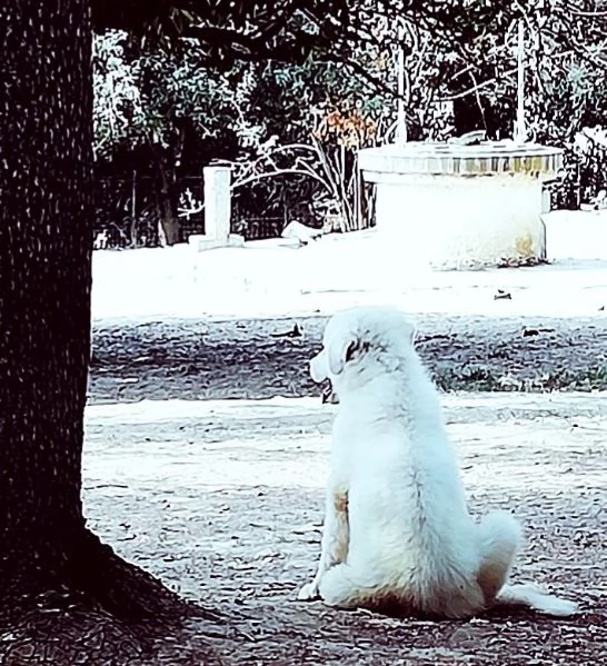 L3one supremo cucciolo di PMA TOP | Foto 6