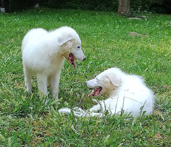 L3one supremo cucciolo di PMA TOP | Foto 5