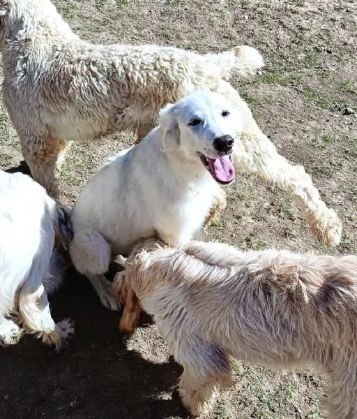 L3one supremo cucciolo di PMA TOP