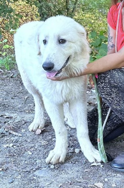 Geppo cucciolone di PMA al miele