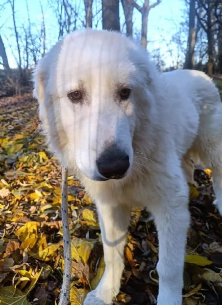 Geppo cucciolone di PMA al miele | Foto 5