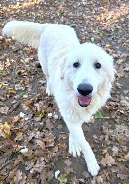 Geppo cucciolone di PMA al miele | Foto 4