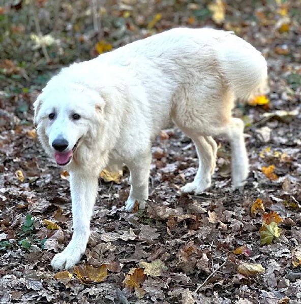 Geppo cucciolone di PMA al miele | Foto 3