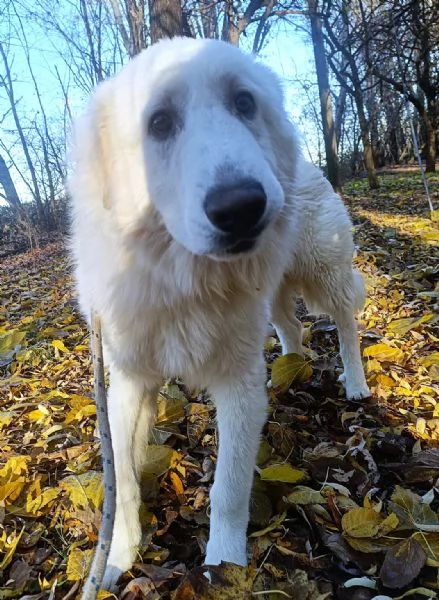 Geppo cucciolone di PMA al miele | Foto 2