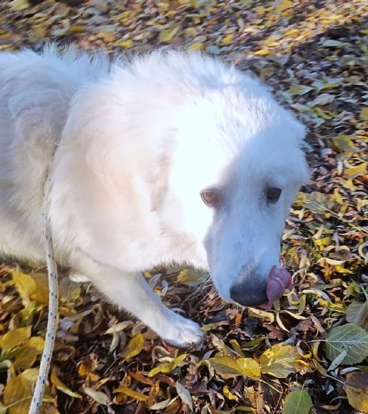 Geppo cucciolone di PMA al miele | Foto 1
