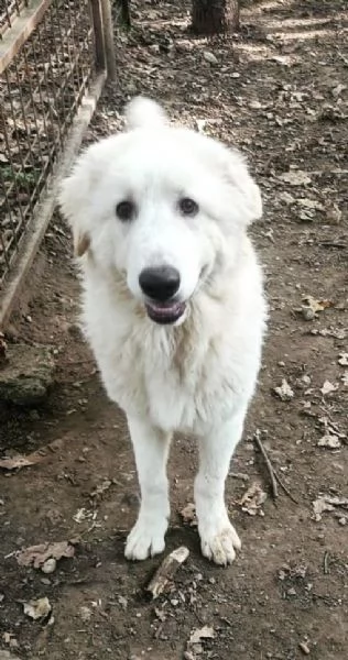 Geppo cucciolone di PMA al miele | Foto 0