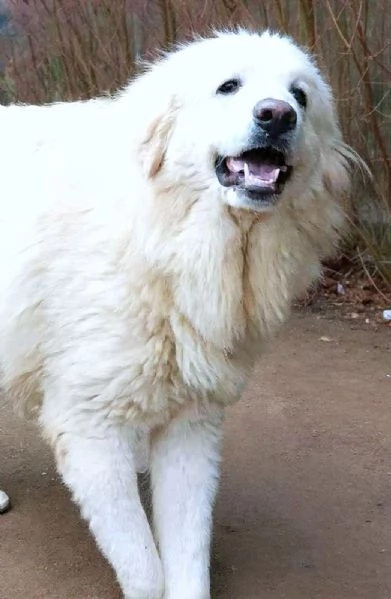 JACE cucciolone Patou raggio di luna candido tenero e buono | Foto 6