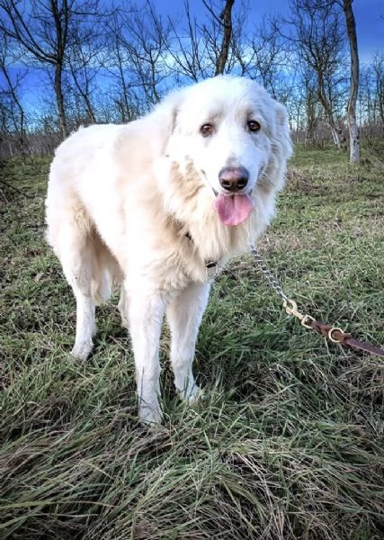 JACE cucciolone Patou raggio di luna candido tenero e buono | Foto 5