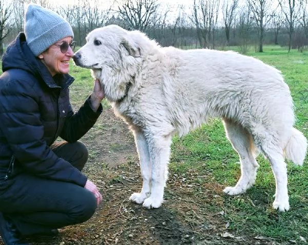 JACE cucciolone Patou raggio di luna candido tenero e buono | Foto 4