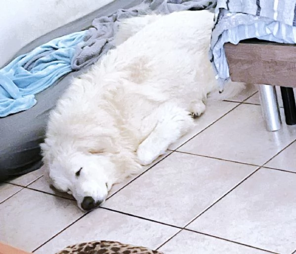 JACE cucciolone Patou raggio di luna candido tenero e buono | Foto 2