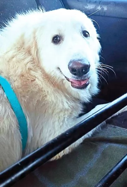 JACE cucciolone Patou raggio di luna candido tenero e buono | Foto 1