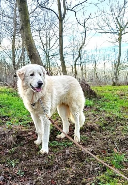 JACE cucciolone Patou raggio di luna candido tenero e buono | Foto 0
