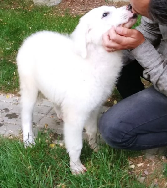 Giannino candido e dolce cucciolo PMA in adozione | Foto 6