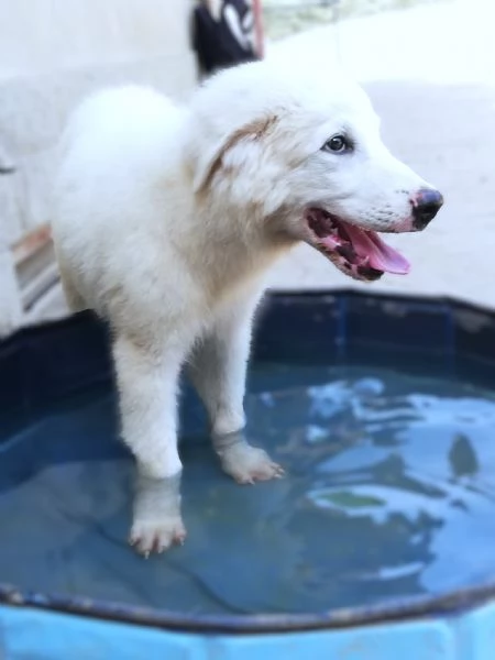 Giannino candido e dolce cucciolo PMA in adozione