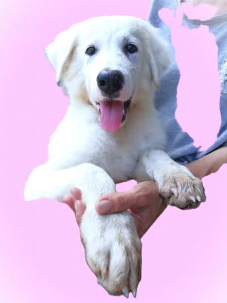 Giannino candido e dolce cucciolo PMA in adozione | Foto 5