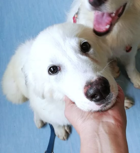 Giannino candido e dolce cucciolo PMA in adozione | Foto 3