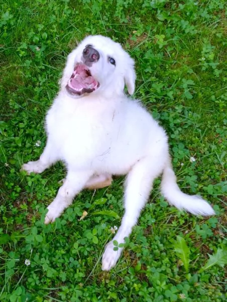 Giannino candido e dolce cucciolo PMA in adozione | Foto 2