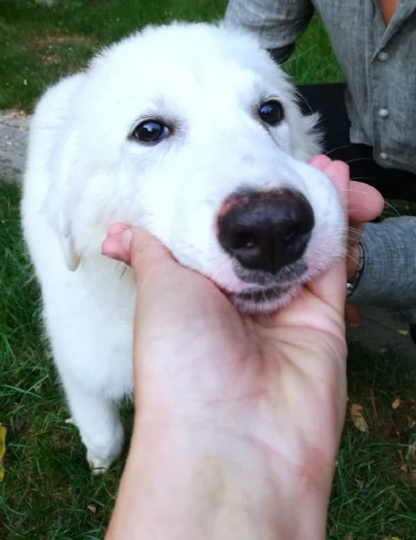 Giannino candido e dolce cucciolo PMA in adozione | Foto 1