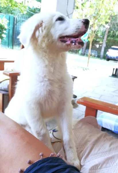 Giannino candido e dolce cucciolo PMA in adozione | Foto 0