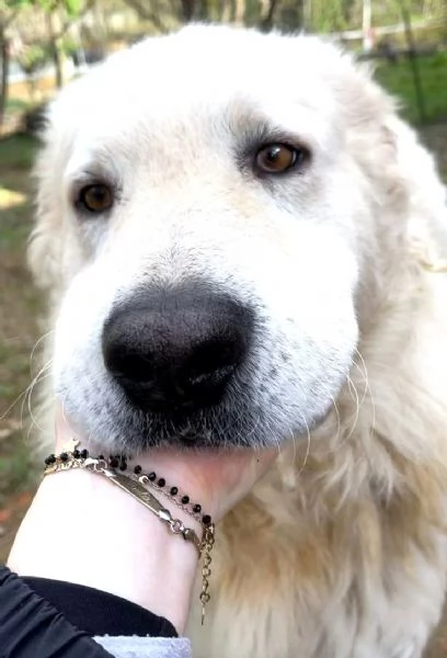 Candore e bellezza in adozione | Foto 3