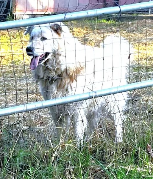 Candore e bellezza in adozione | Foto 2