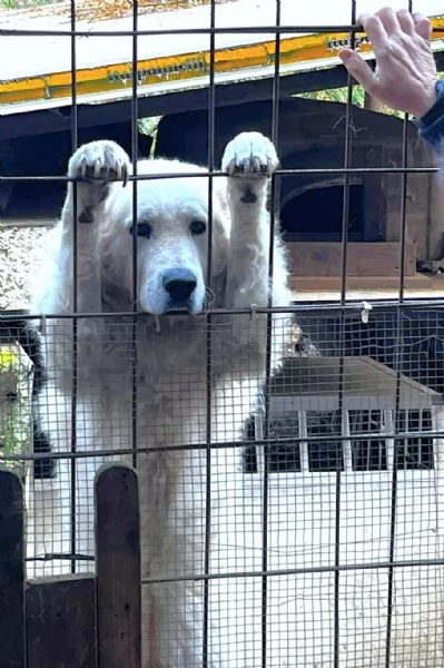 Candore e bellezza in adozione | Foto 0