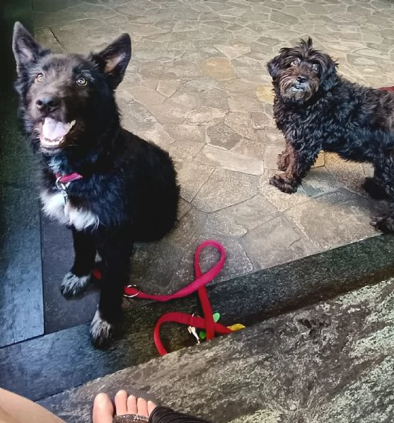 Impiego full time per cucciola Kiki mix P BelgaCattle dog | Foto 4