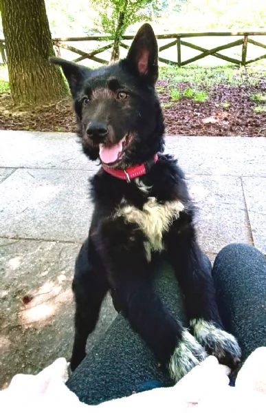 Impiego full time per cucciola Kiki mix P BelgaCattle dog | Foto 3