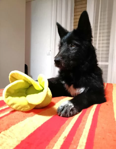 Impiego full time per cucciola Kiki mix P BelgaCattle dog | Foto 1