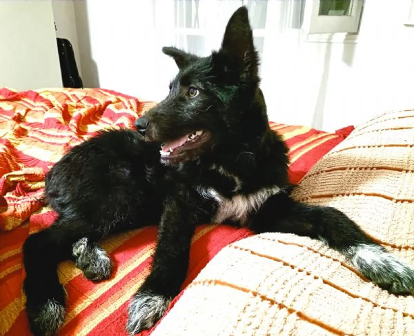 Impiego full time per cucciola Kiki mix P BelgaCattle dog | Foto 0