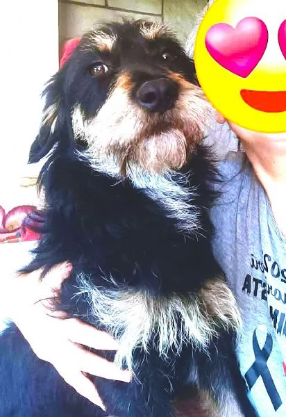 Caffegrave piccolo giovane Segugino nodino dolce | Foto 4