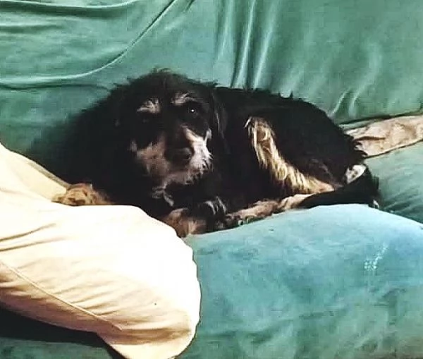 Caffegrave piccolo giovane Segugino nodino dolce | Foto 2