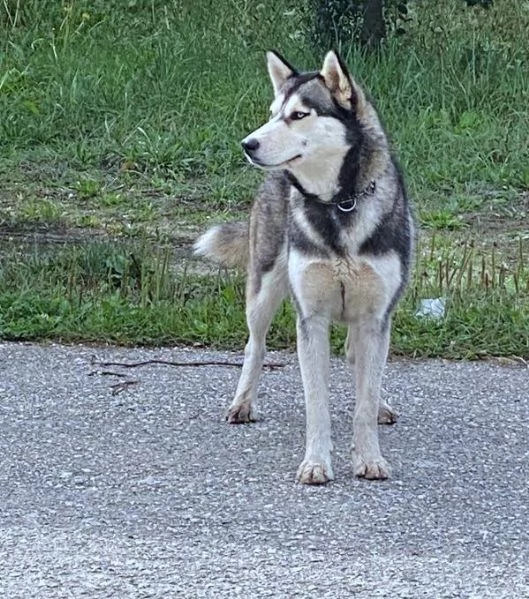 AIKA Siberyan Husky favolosa cerca fiaba 2 anni | Foto 5