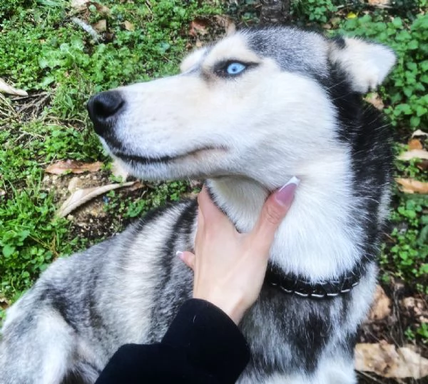 AIKA Siberyan Husky favolosa cerca fiaba 2 anni | Foto 4