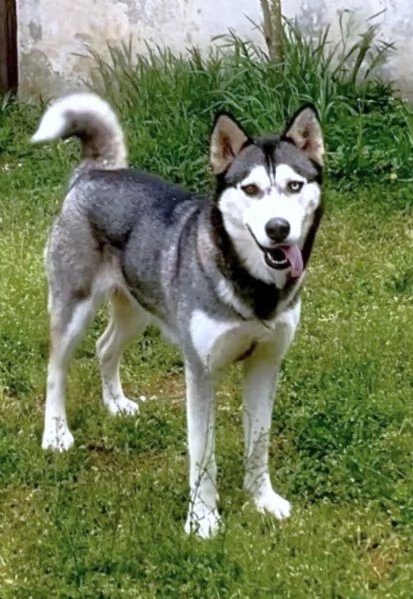 AIKA Siberyan Husky favolosa cerca fiaba 2 anni | Foto 1